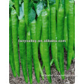 Heavy Spicy Hot Light Green-Red Cayenne Pepper/Chili Seeds-Guan Long